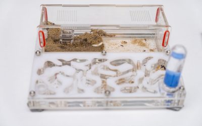 DIY Ant Farm: 10-Step Instructions for Building Your Ant Habitat