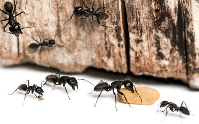 The Top 10 Ant Species for Your Fascinating Ant Farm